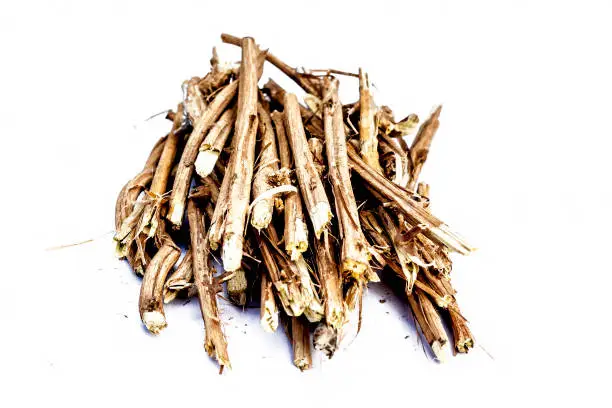 Close up of the roots of Ashwagandha plant isolated on white essential beneficial for hair loss,gives strength.