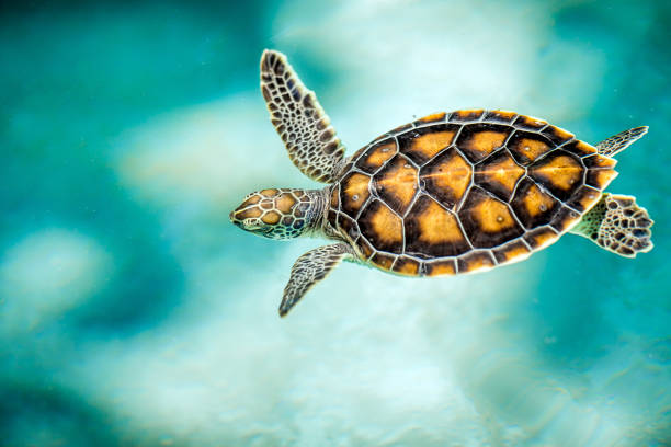 istock Close up of cute turtle 974056564