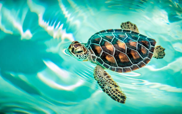 istock Close up of cute turtle 974057134