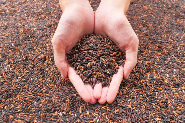 istock Thai black jasmine rice or Rice berry Organic rice 974057294