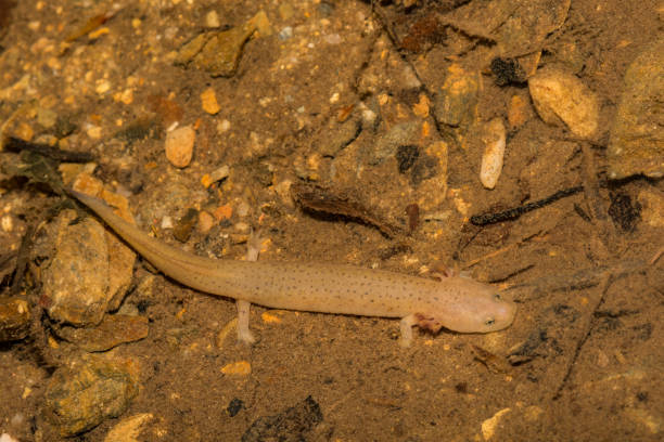 istock Larval Blue Ridge Red Salamander 974057926