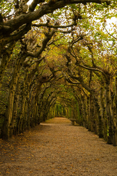 istock Tunnel of trees 974062964