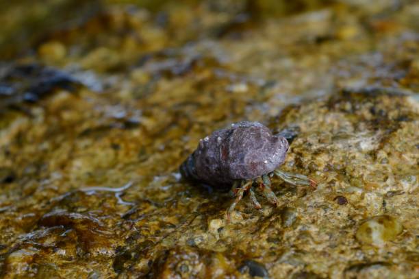 istock crabs on the wall in the sea 974064982