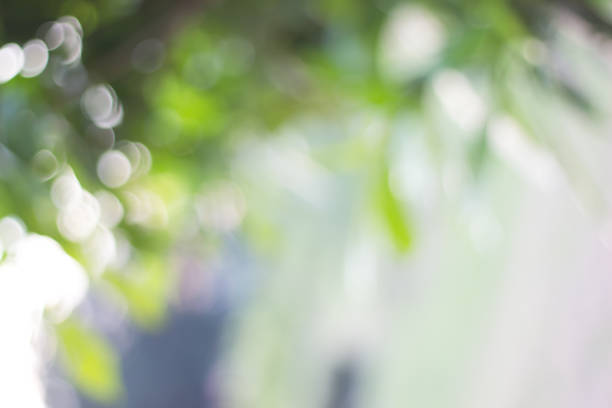istock green blurred backdrop of nature, circle light wallpaper, white bokeh background 974064990