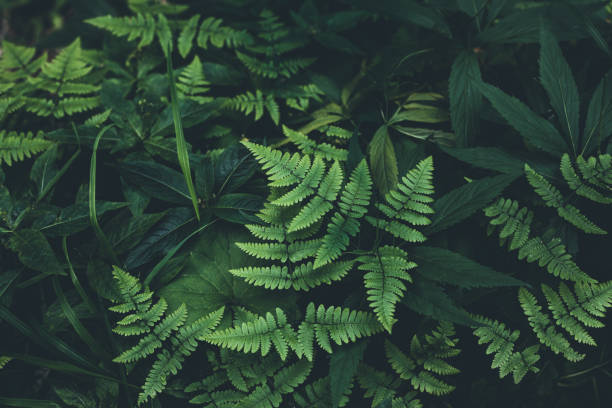 sfondo foglie di giungla - fern nature leaf forest foto e immagini stock