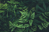 Jungle leaves background