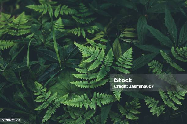 Jungle Leaves Background Stock Photo - Download Image Now - Leaf, Forest, Green Color