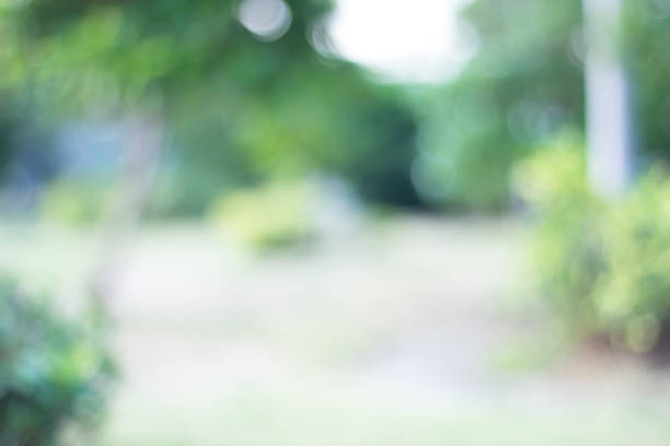 istock green blurred backdrop of nature, circle light wallpaper, white bokeh background 974081722
