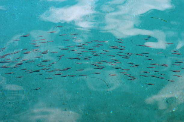 istock small fish in the sea 974086476