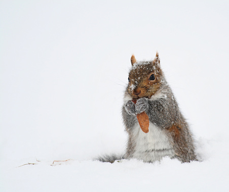 A white-out blizzard didn't seem to hurt the appetite of this cute little squirrel at all. :)