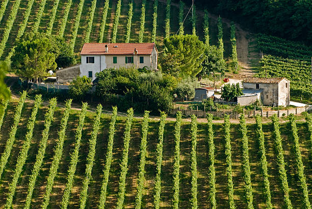 Vineyard in the Tuscan countryside showcasing rows of grapevines against a backdrop of rolling hills and a misty lanscape. Italian wine culture.