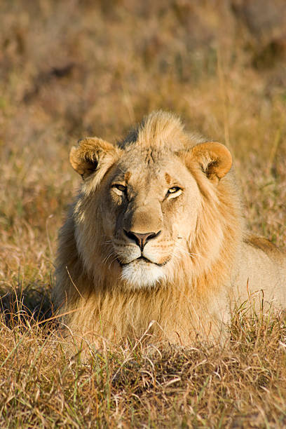 istock Large lion male 97409370