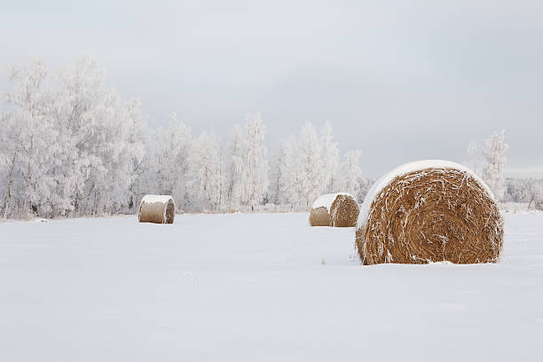 Winter frost landscape stock photo