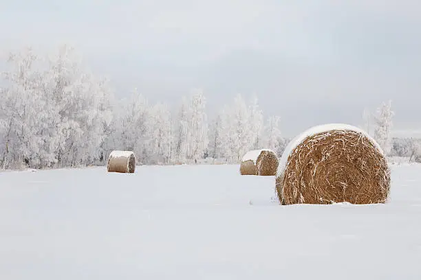 Photo of Winter frost landscape