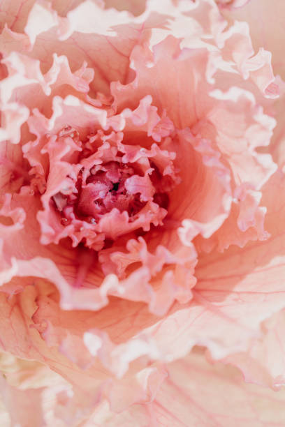 istock Close up of blooming cabbage in a garden 974122994