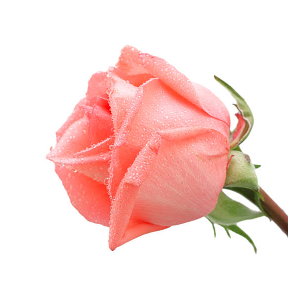 istock Close up of roses with water drops, isolated 97412427