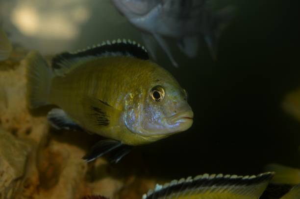 istock small fish in the aquarium 974134418