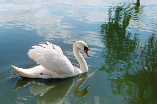 istock A beautiful white swan on the lake. 974137634
