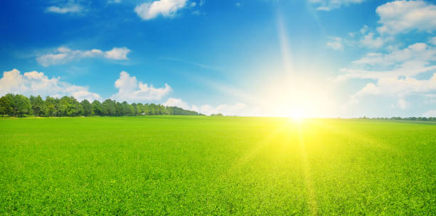 istock Green field and sun rise in the blue sky. 974137766