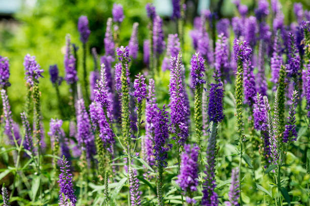 istock Purple flowers on the field 974139464