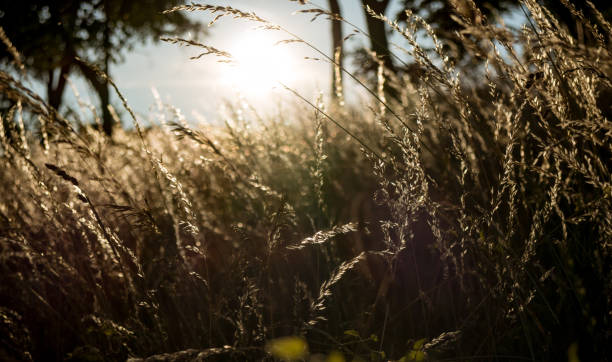 istock Golden hour and hay grass 974142658
