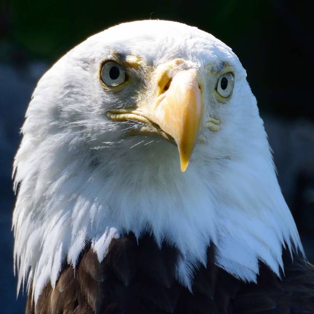istock Wildlife in a Santuary 974146668