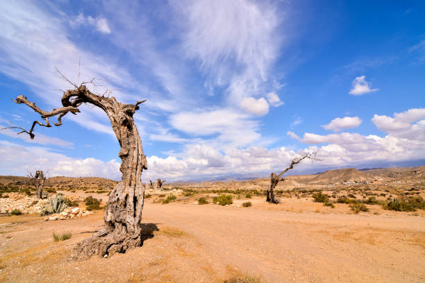 istock Desert Tabernas in Almeria Province Spain 974147722