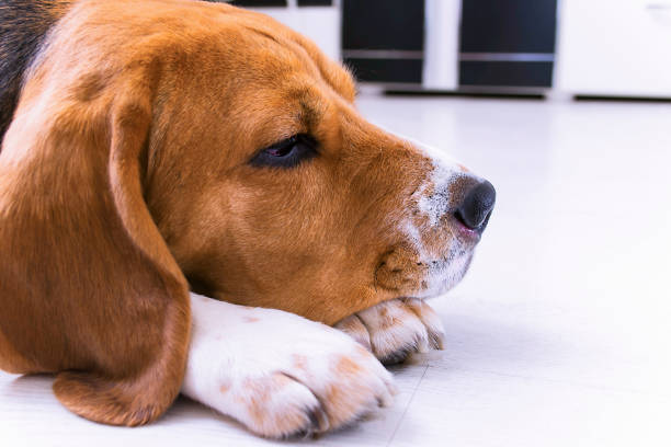 istock cute beagle dog lies on the floor 974147826