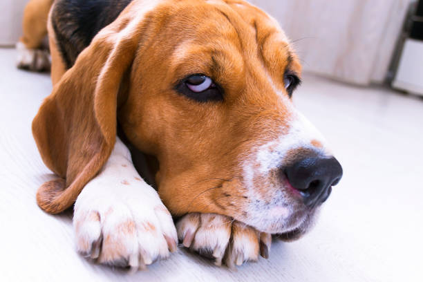 istock cute beagle dog lies on the floor 974147880