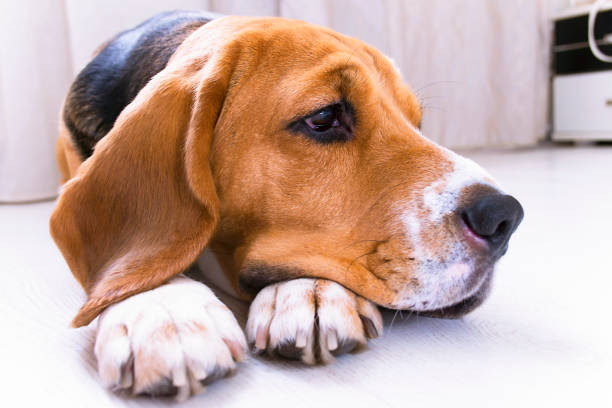 istock cute beagle dog lies on the floor 974148286