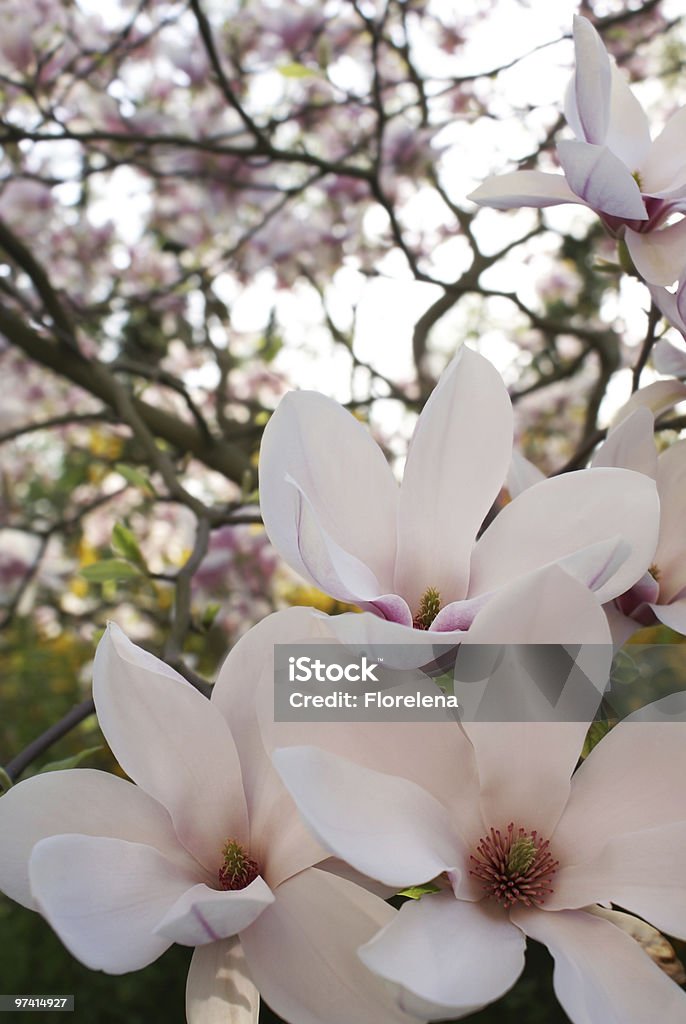 Magnolia blossom  Backgrounds Stock Photo