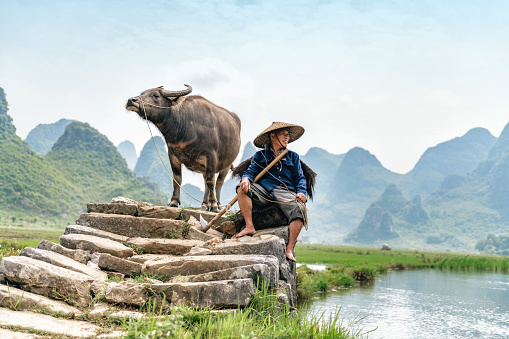 chinese farmer sitting with water buffalo on stone bridge in Guilin