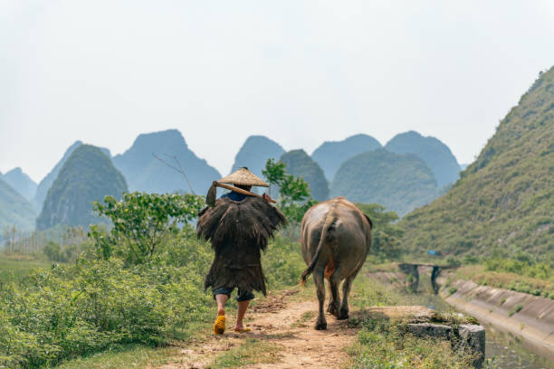 istock chinese farmer walking home with water buffalo 974151612