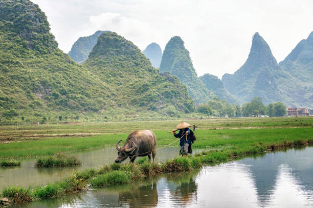 Asian man farmer wears hat, blue shirt, taking care of buffalo at animal farm. Concept, livestock, Thai farmers raise and take care buffalos as economic and export animals.
