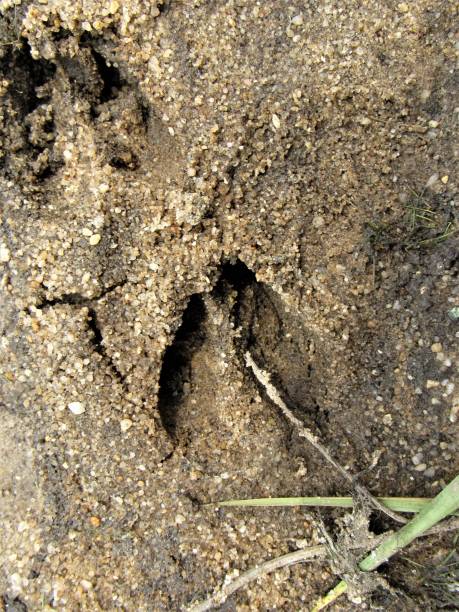 istock Close up of deer tracks, 974153354
