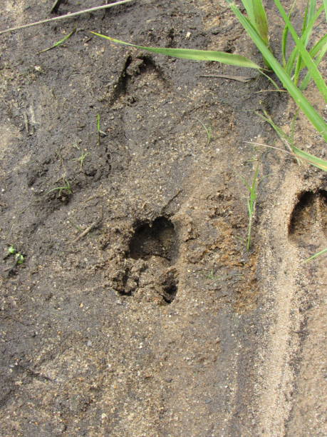 istock Animal Tracks In The Meadows 974153388