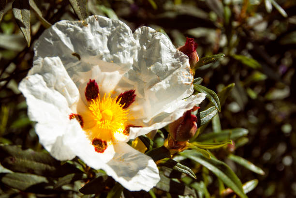 istock Flower of jara 974153648