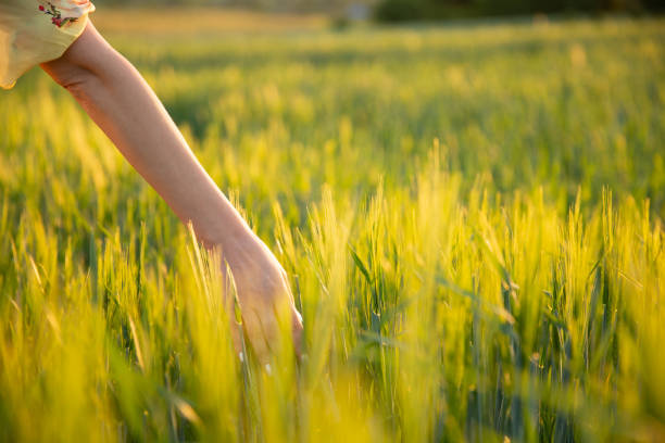 istock hand touching wheat spikes with her hand at sunset in grass 974161116