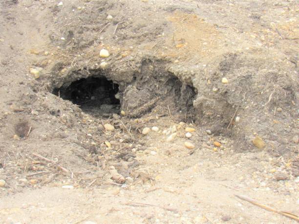 istock Animal Hiding In A Hole 974161428