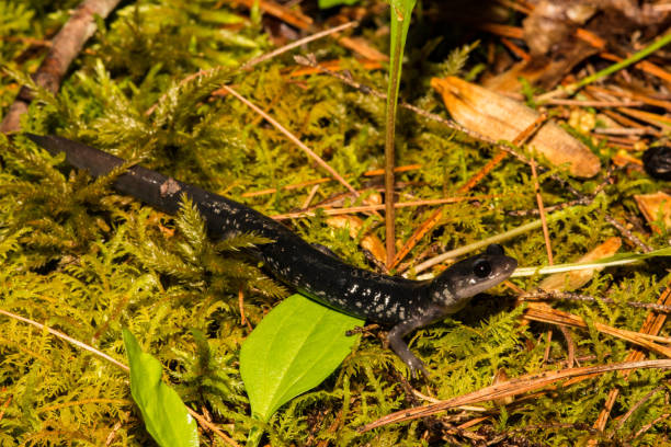 istock Northern Slimy Salamander 974161740