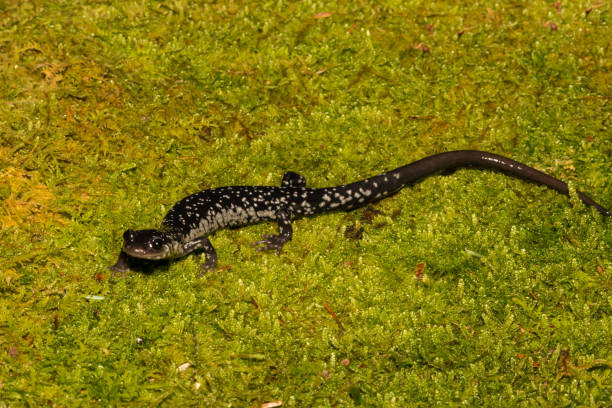istock Northern Slimy Salamander 974161744