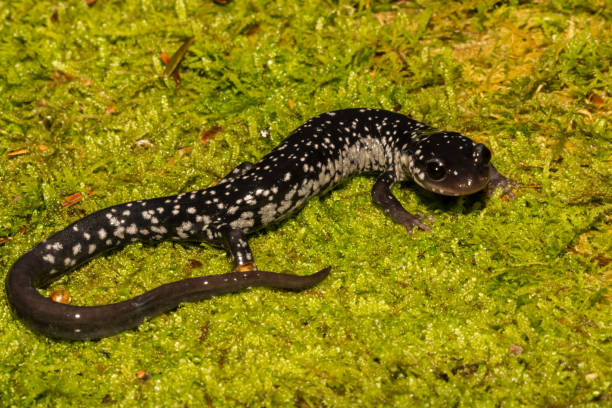 istock Northern Slimy Salamander 974161746