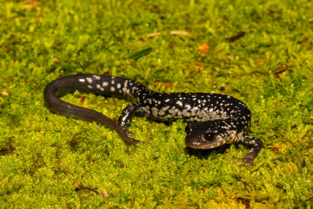 istock Northern Slimy Salamander 974161856