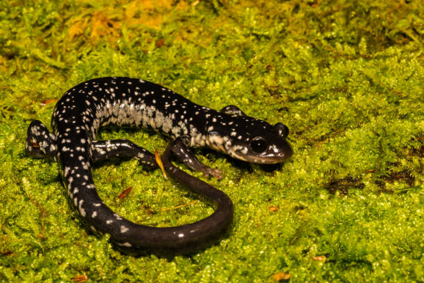 Northern Slimy Salamander