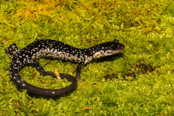 istock Northern Slimy Salamander 974161886