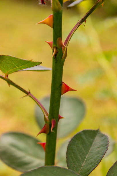 istock Rose in the garden 974163478
