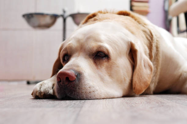 istock golden labrador retriever lying on floor 974169350