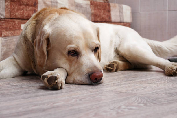 istock golden labrador retriever lying on floor 974169382