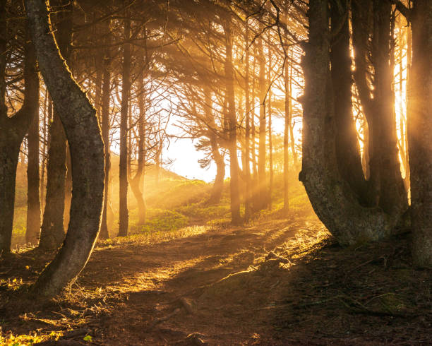 sonnenstrahlen in hellen und nebligen herbst wald - herbstwald stock-fotos und bilder