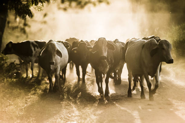 gado na estrada poeirenta da sujeira - boi brasil - fotografias e filmes do acervo